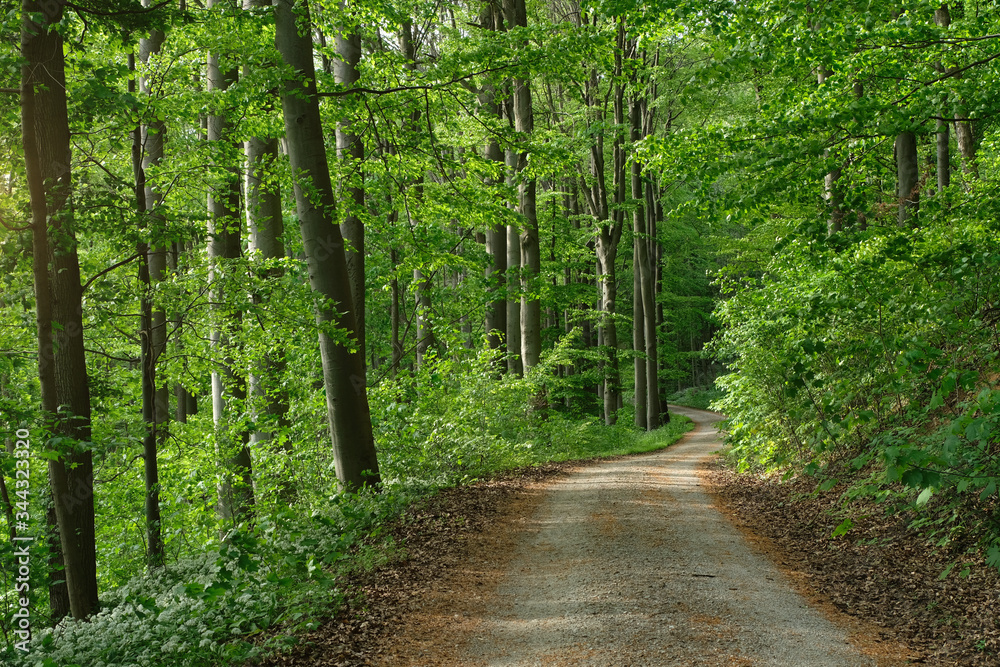 German beech forest in spring. Fresh young green vibrant leaves background. Curved forest road(track) and wild garlic and its white buds. Beautiful big high tree trunk and natural evening sunlight. German beech forest in spring. Fresh young green vibrant leaves background. Curved forest road(track) and wild garlic and its white buds. Beautiful big high tree trunk and natural evening sunlight.