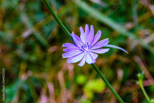 Flower of the chicory plant blooming in a meadows at summer