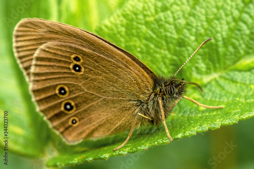 A brown butterfly with circles sits on a leaf in the garden
