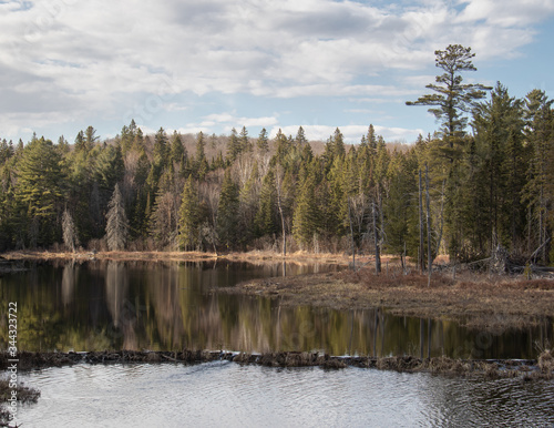 Soft reflections of trees and sky in a pond in Algonquin Park in spring