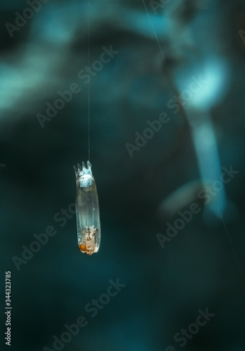 A transparent cocoon hangs on a web in the garden photo