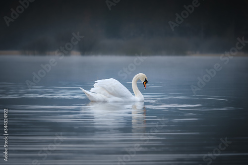 Fototapeta Naklejka Na Ścianę i Meble -  White swans in Podpec lake on misty morning