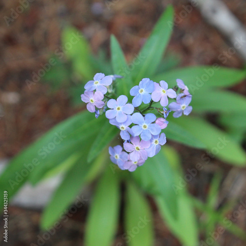 blue and white flowers