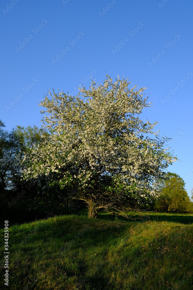 Naklejka premium Baum
