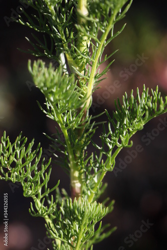 Scentless false mayweed leaves ( Tripleurospermum inodorum ) with green thin pinnately lobed blades photo