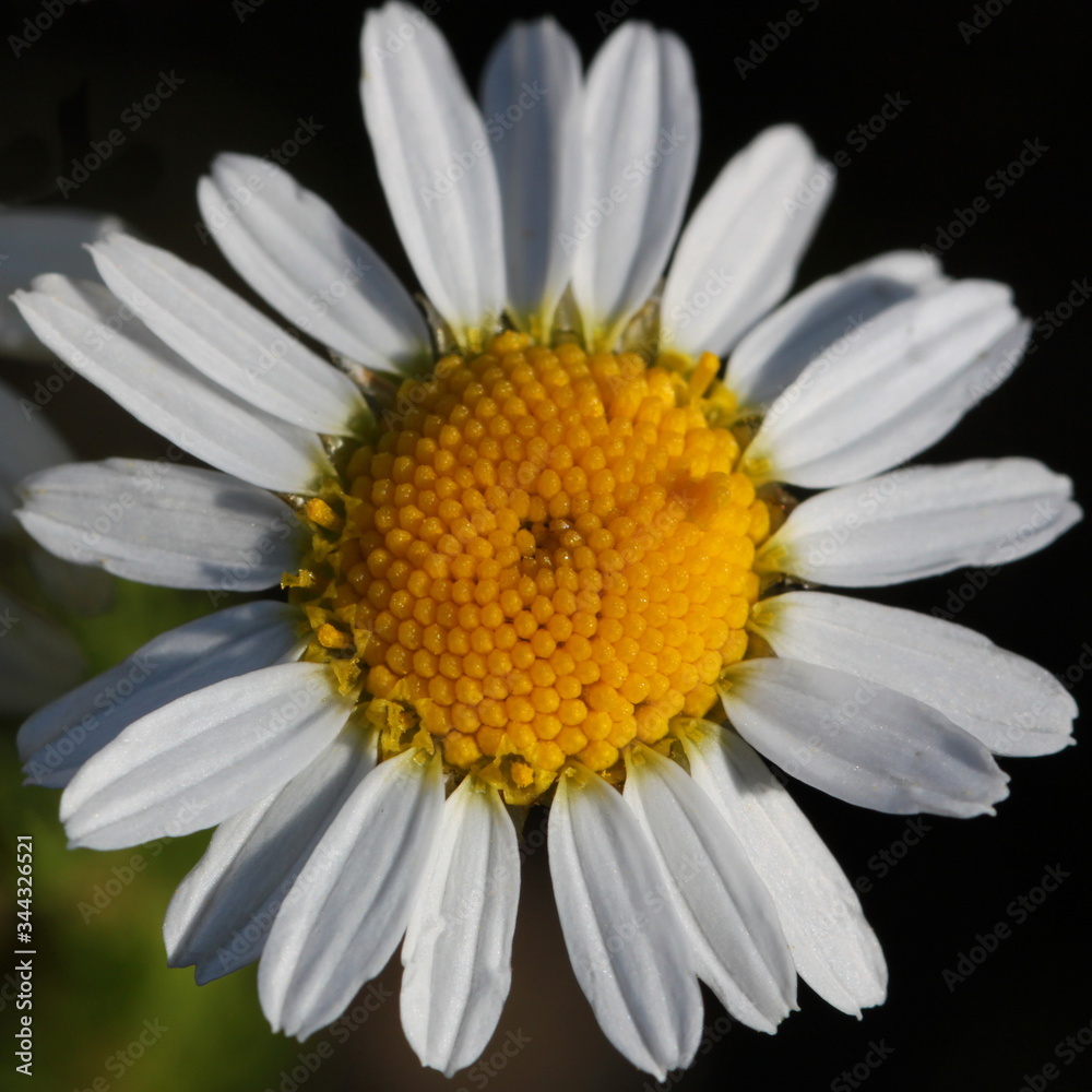 Scentless false mayweed blossom ( Tripleurospermum inodorum ) with ligulate and disc florets in bloom Scentless false mayweed blossom ( Tripleurospermum inodorum ) with ligulate and disc florets in bloom