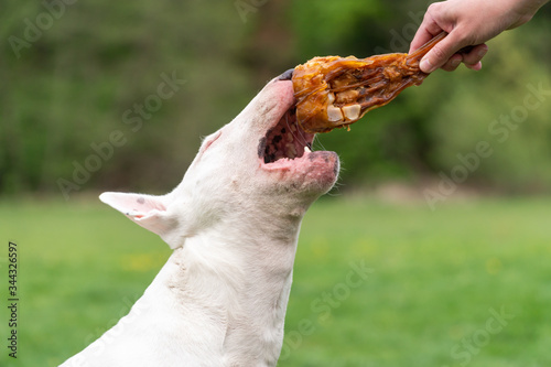 White bull terrier grabbing a meat treat