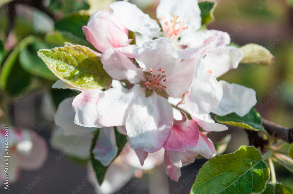 Obraz premium tree blossom
