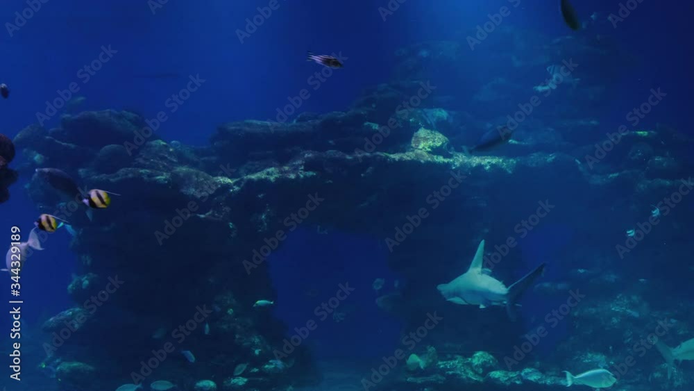 Corals. Reef. Sharks. Red Sea. Corals. Reef. Sharks. Red Sea.