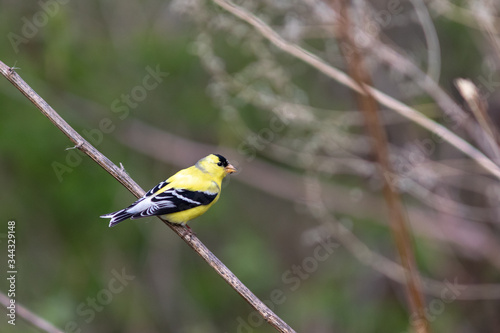 male yellow or gold finch on a branch