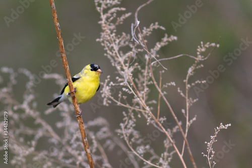 Yellow finch preached on grass in a nature environment