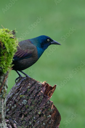 grackle on a moss covered stump