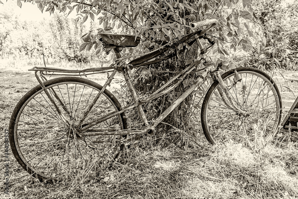 An old rusty bicycle rest against a tree. This Bicycle had seen better days. An old rusty bicycle rest against a tree. This Bicycle had seen better days.