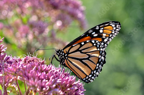 Closeup of a Monarch butterfly (Danaus plexippus) in beautiful late afternoon light feeding on the pale pink-magenta florets of native Joe-Pye Weed (Eutrochium purpureum). Copy space. Long Island, NY © maria t hoffman