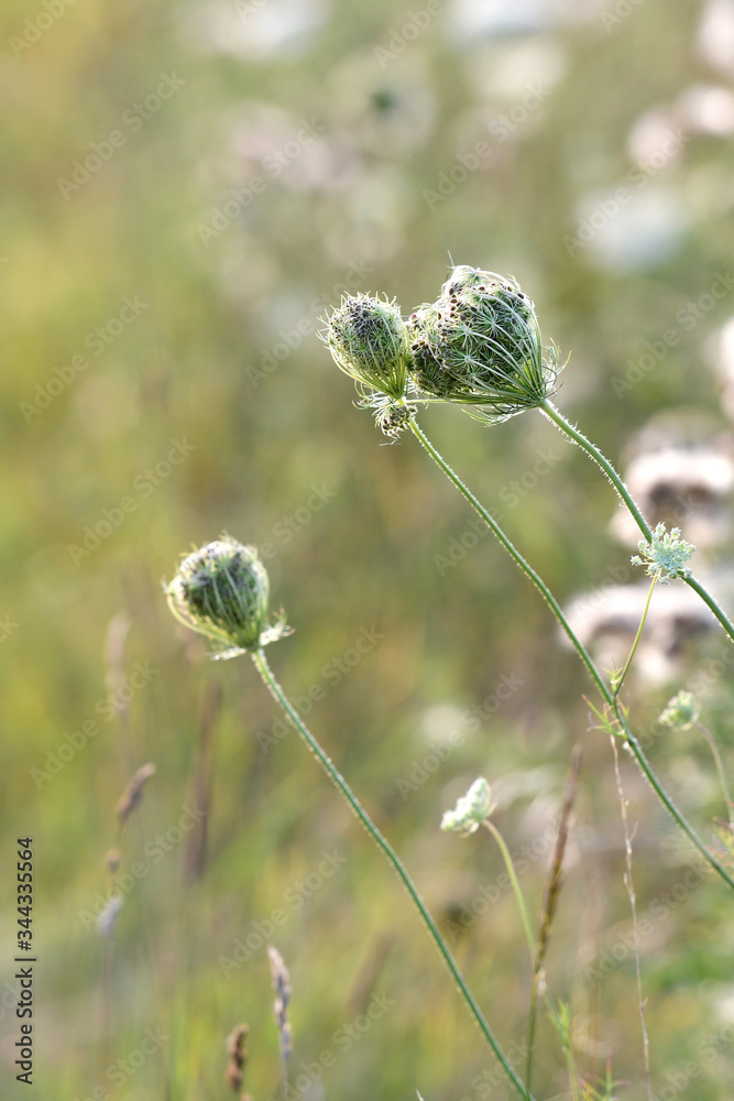 Grass flowers are blooming in the field. Grass flowers are blooming in the field.