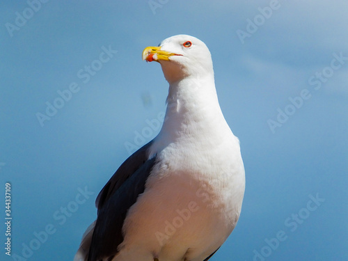 seagull on top of a lamppost © saragraphika
