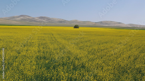 Beautiful yellow flowers and and one tree in field. Spring and summer landscape.     © recep aktas