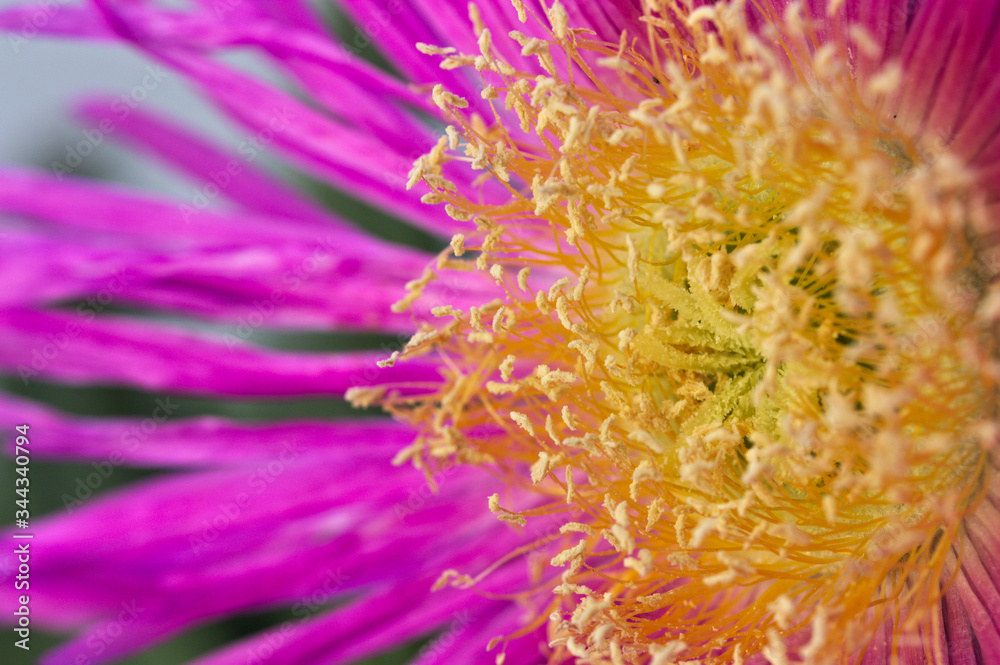 Image of the petals and stamens of a Carpobrotus edulis flower Image of the petals and stamens of a Carpobrotus edulis flower