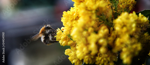 Panel kuchenny z motywem trzmiel w objęciach kwiatów