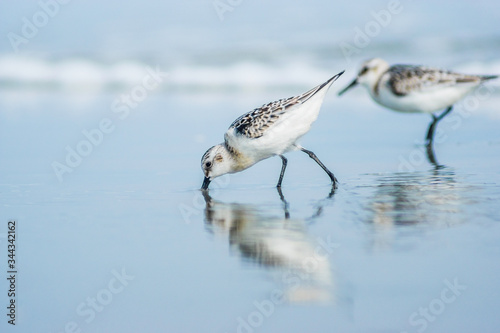 Sandpiper