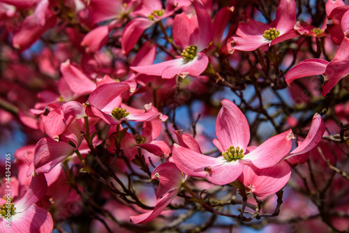 Closeup of pink dogwood in full bloom as a nature background 