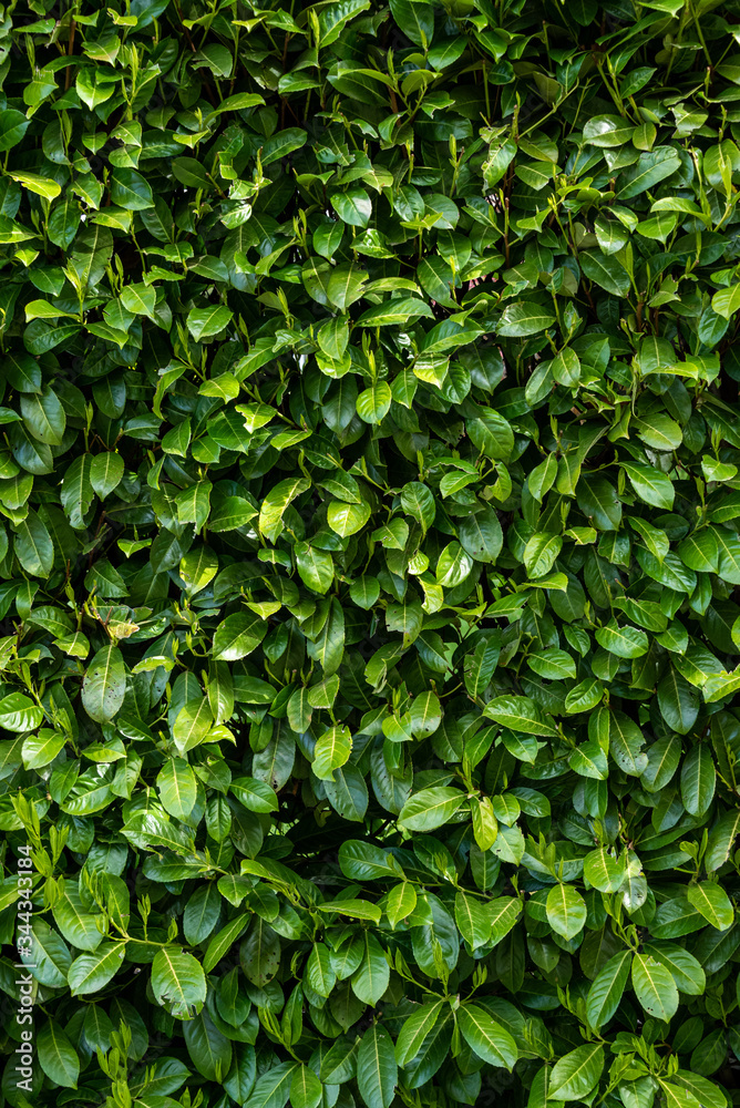 Obraz premium Green wall of arborvitae as a nature background 
