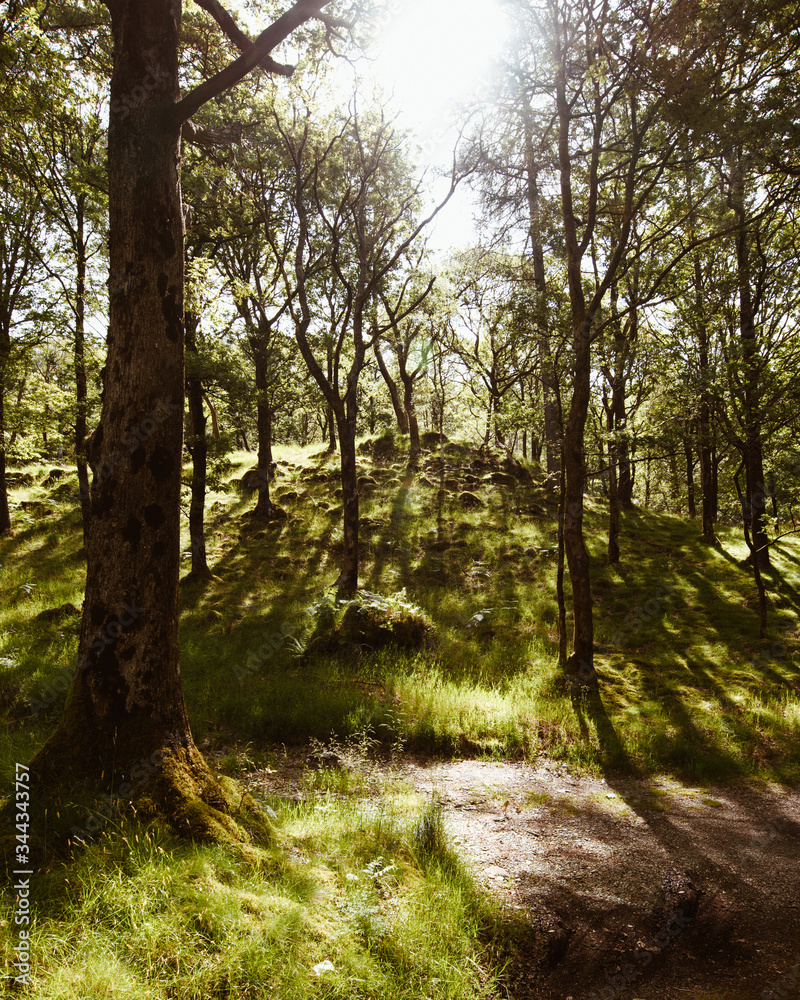 Naklejka premium Sunny Forest Trees Moss Nature Landscape Lake District England Summer Spring