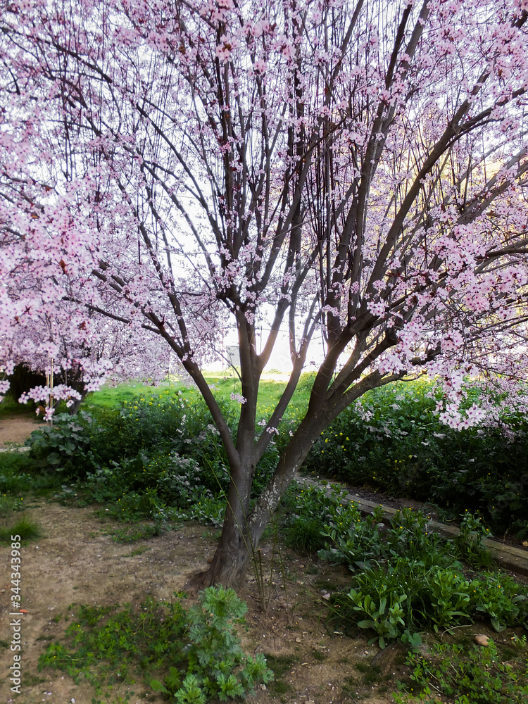 almond tree spring beautiful flower almond tree spring beautiful flower