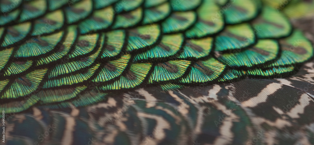Fototapeta premium Closeup peacock feathers , Blue peafowl