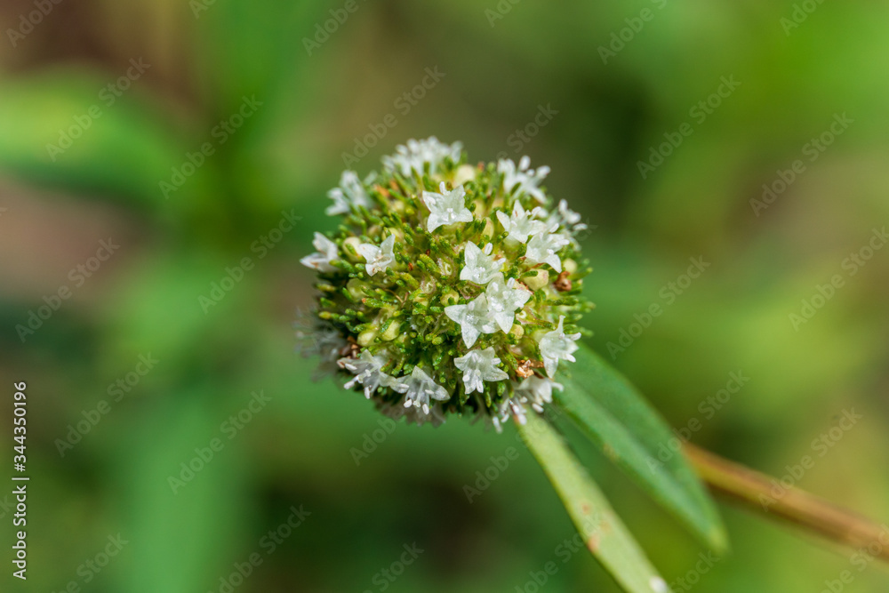 Shrubby false buttonweed (Spermacoce verticillata) macro - Pine Island Ridge Natural Area, Davie, Florida, USA Shrubby false buttonweed (Spermacoce verticillata) macro - Pine Island Ridge Natural Area, Davie, Florida, USA
