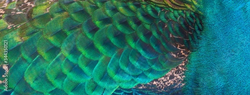 Fototapeta Naklejka Na Ścianę i Meble -  Closeup peacock feathers , Blue peafowl