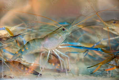 Fresh shrimp in the water for cooking.(.giant freshwater prawn) photo