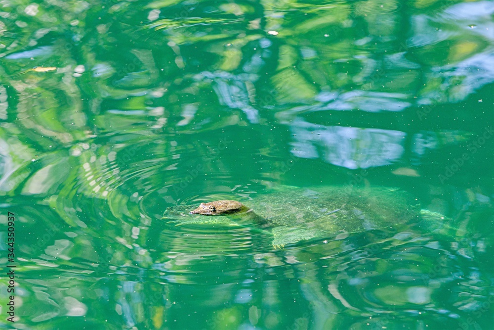 Fototapeta premium Spiny soft shell turtle in pond in New Orleans, LA, USA