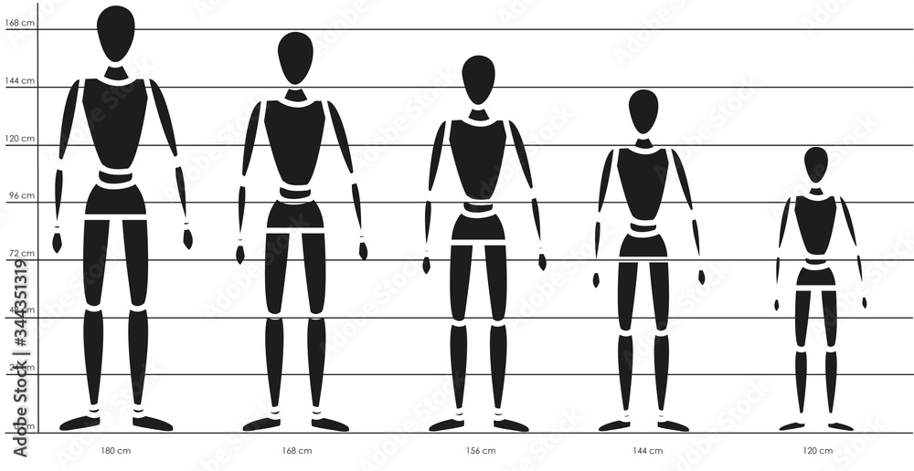 Canon y proporciones en centímetros del cuerpo humano según estatura, a  escala. ilustración de Stock | Adobe Stock