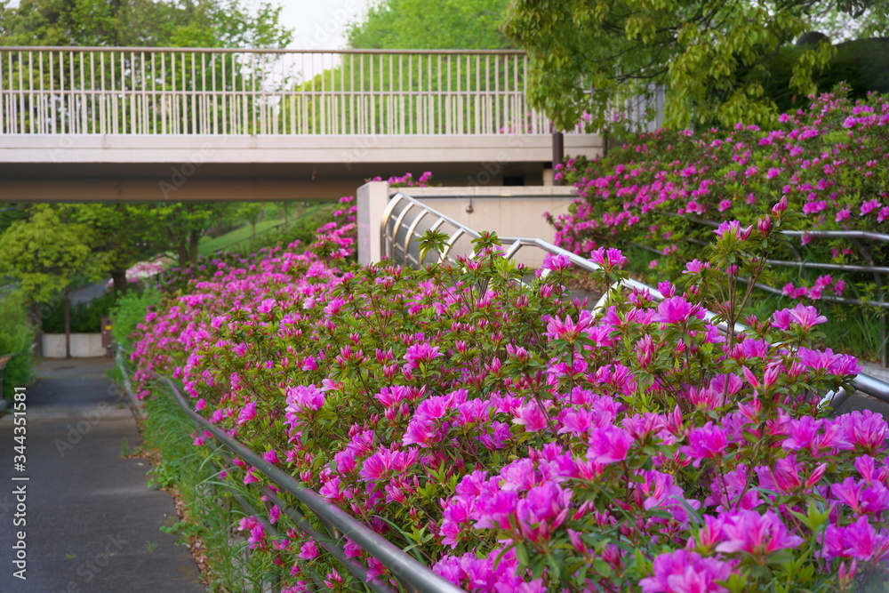 Obraz premium Tokyo,Japan-April 30, 2020: Azalea flowers at Tsurumaki West Park early in the morning, located at the suburb of Tokyo, Japan