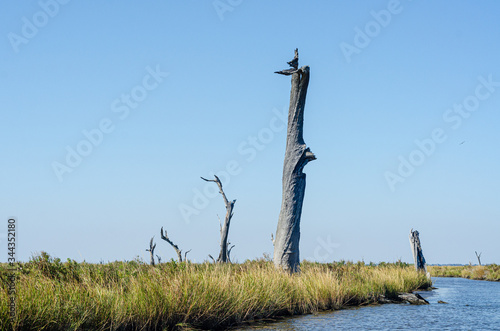 Fotografie Dead Trees on the Louisiana Coast from salt water intrusion, subsidence and risi