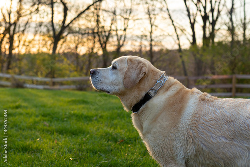 Majestic yellow lab  © Keith Klosterman