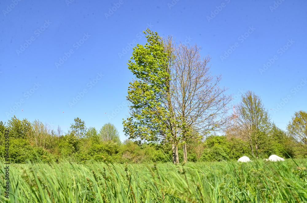 Obraz premium tree with one dead halve in park