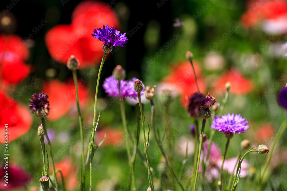 summer meadow with red poppies Field of wild of different colored species red purple yellow growing outdoors in a natural environment under the open sky