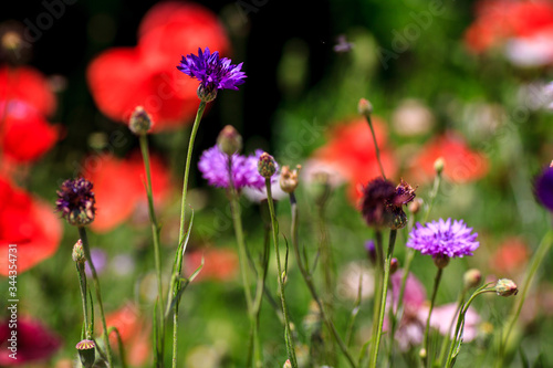 summer meadow with red poppies Field of wild of different colored species red purple yellow growing outdoors in a natural environment under the open sky