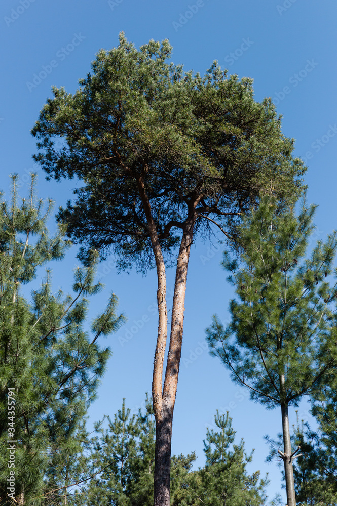 Fototapeta premium Kiefer im Wald