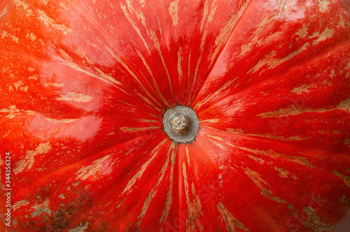 Pumpkin Closeup