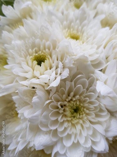 white chrysanthemum flowers