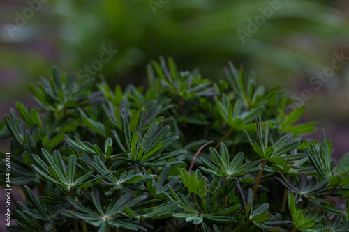 lupine leaves on a flowerbed in spring