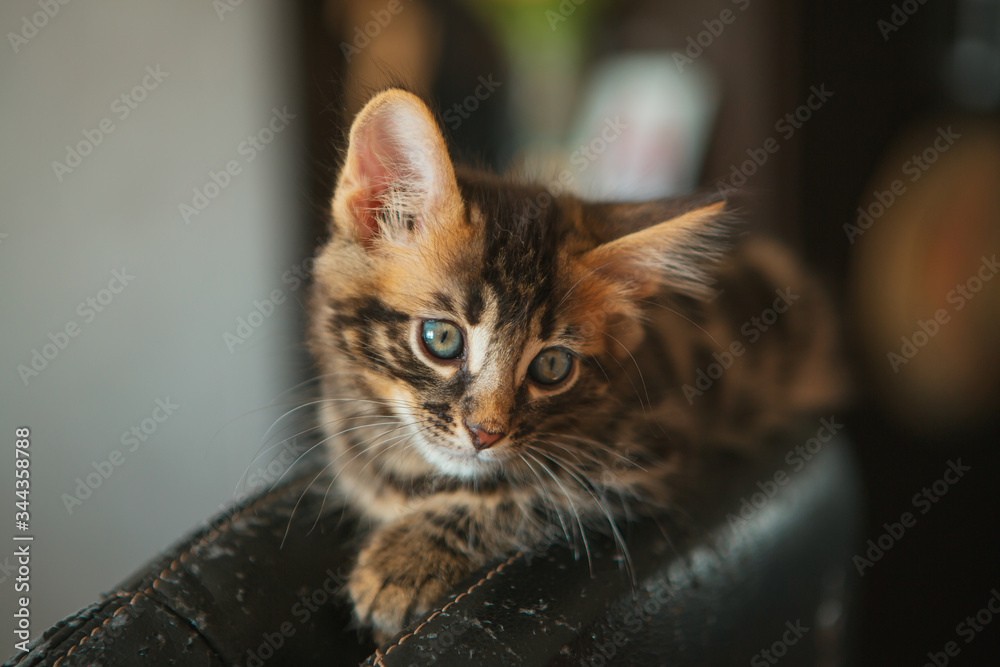 Little charcoal longhair bengal kitty laying at home
