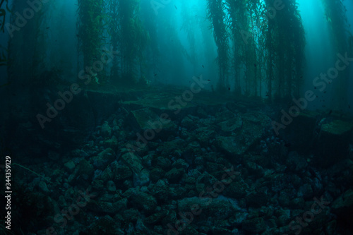 Forests of giant kelp  Macrocystis pyrifera  commonly grow in the cold waters along the coast of California. This marine algae reaches over 100 feet in height and provides habitat for many species.