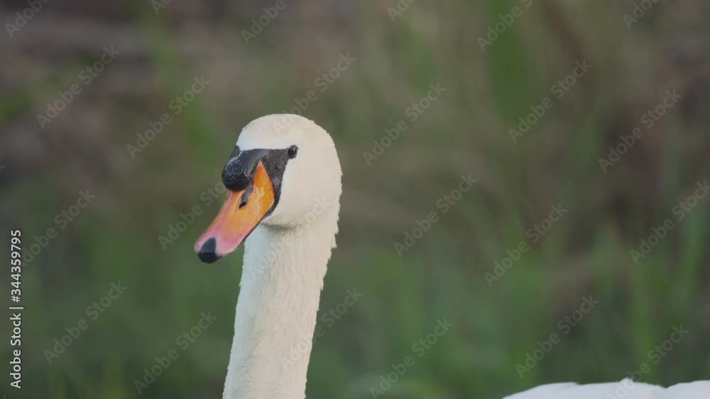 Male mute swan on a small river during sunrise Male mute swan on a small river during sunrise