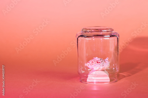 Quarantine summer vacation concept. Shell under a glass bell on a pink gradient background