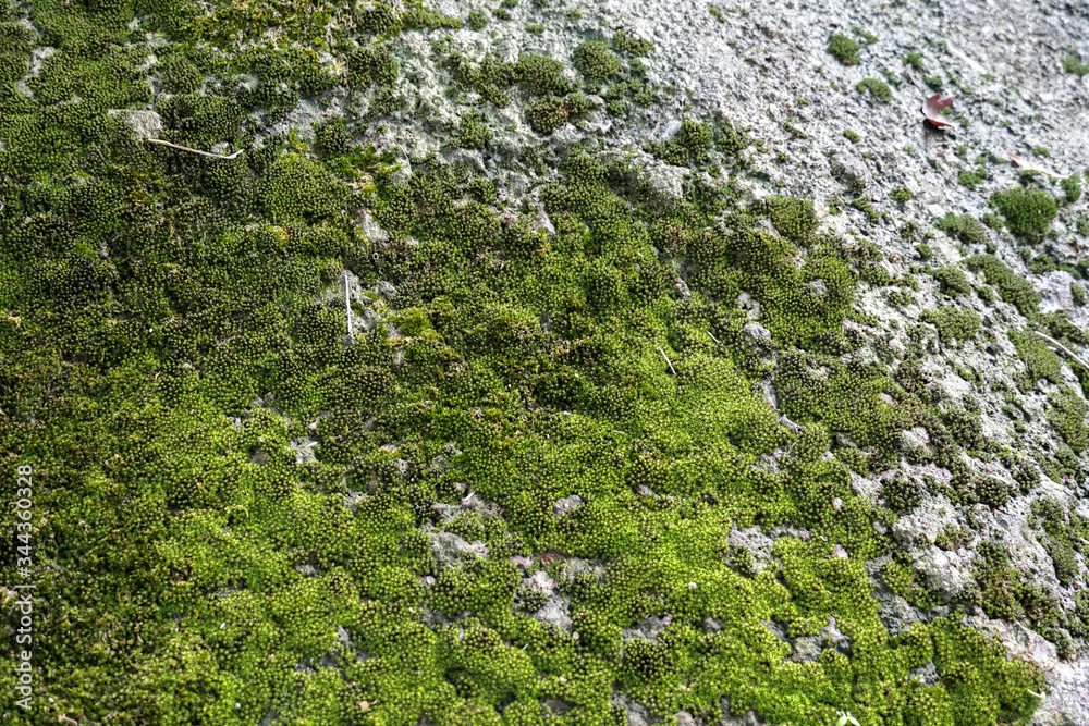 Moss on the rock in nature forest. Moss green texture. Moss background.