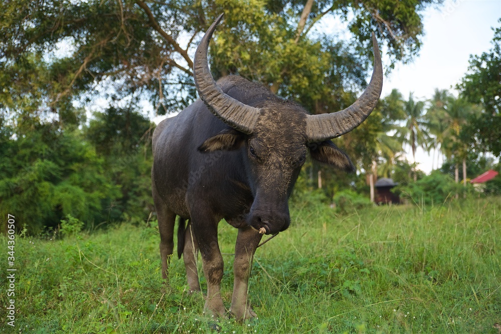 Fototapeta premium bathing buffalo in the lake, a strong animal in the tropical jungle of Thailand on Koh Samui, cattle on a leash by a palm tree in the river